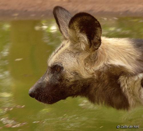 A dog image from https://images.dog.ceo/breeds/african-wild/n02116738_5661.jpg