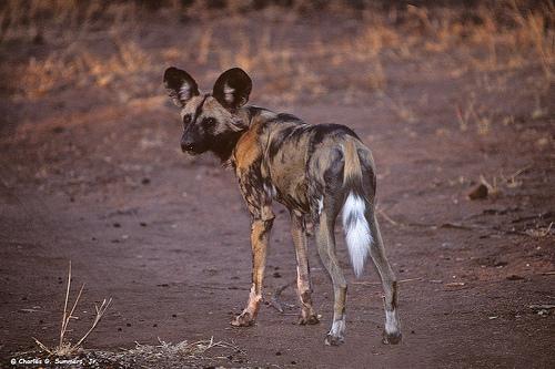 A dog image from https://images.dog.ceo/breeds/african-wild/n02116738_5683.jpg