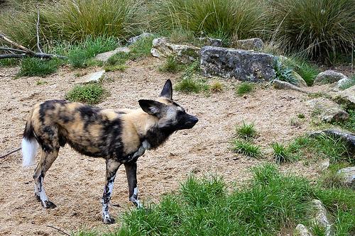 A dog image from https://images.dog.ceo/breeds/african-wild/n02116738_5956.jpg