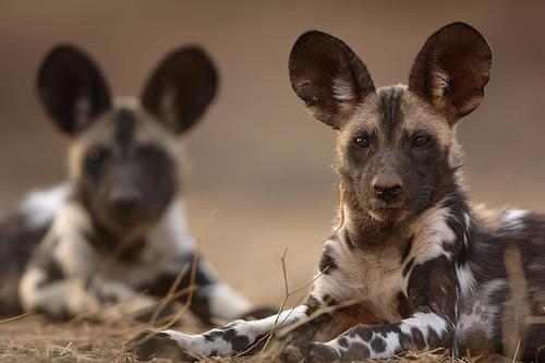 A dog image from https://images.dog.ceo/breeds/african-wild/n02116738_607.jpg