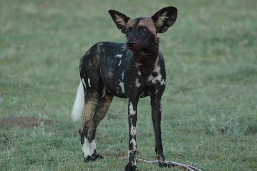A dog image from https://images.dog.ceo/breeds/african-wild/n02116738_6092.jpg