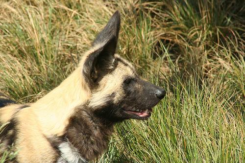 A dog image from https://images.dog.ceo/breeds/african-wild/n02116738_6117.jpg