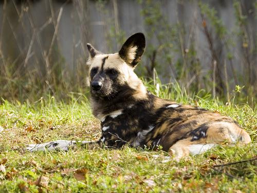 A dog image from https://images.dog.ceo/breeds/african-wild/n02116738_6283.jpg