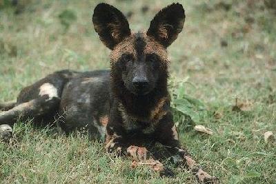 A dog image from https://images.dog.ceo/breeds/african-wild/n02116738_6563.jpg