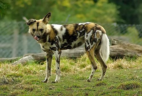 A dog image from https://images.dog.ceo/breeds/african-wild/n02116738_6813.jpg