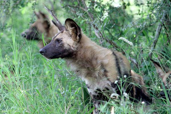 A dog image from https://images.dog.ceo/breeds/african-wild/n02116738_7122.jpg