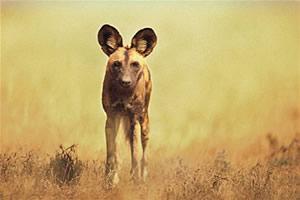 A dog image from https://images.dog.ceo/breeds/african-wild/n02116738_7340.jpg