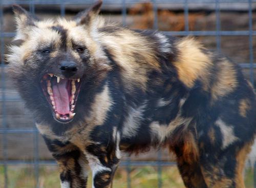 A dog image from https://images.dog.ceo/breeds/african-wild/n02116738_7578.jpg