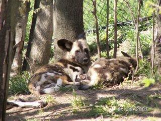 A dog image from https://images.dog.ceo/breeds/african-wild/n02116738_7590.jpg