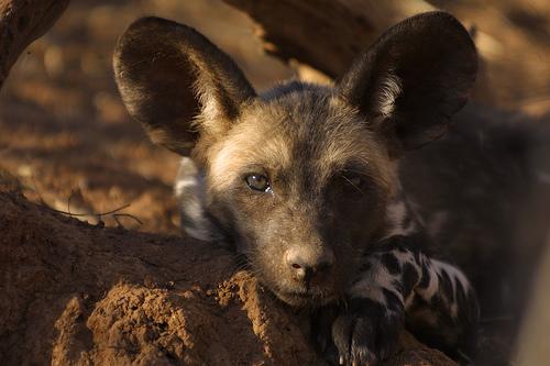 A dog image from https://images.dog.ceo/breeds/african-wild/n02116738_8037.jpg