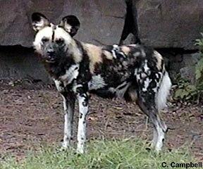animal
