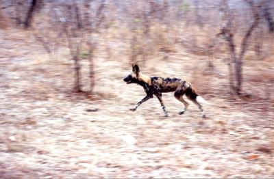 A dog image from https://images.dog.ceo/breeds/african-wild/n02116738_8669.jpg