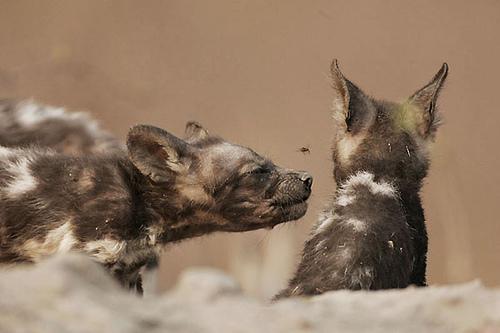 A dog image from https://images.dog.ceo/breeds/african-wild/n02116738_8738.jpg