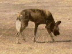 A dog image from https://images.dog.ceo/breeds/african-wild/n02116738_9164.jpg