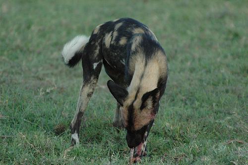 A dog image from https://images.dog.ceo/breeds/african-wild/n02116738_9232.jpg