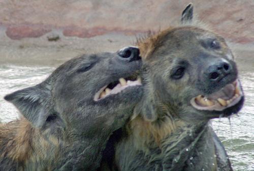 A dog image from https://images.dog.ceo/breeds/african-wild/n02116738_9282.jpg