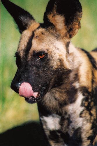 A dog image from https://images.dog.ceo/breeds/african/n02116738_5932.jpg