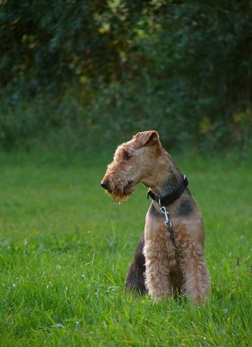 A dog image from https://images.dog.ceo/breeds/airedale/n02096051_1111.jpg