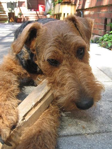 A dog image from https://images.dog.ceo/breeds/airedale/n02096051_1121.jpg