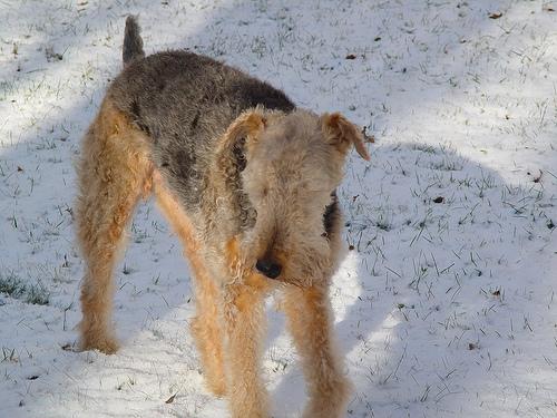 A dog image from https://images.dog.ceo/breeds/airedale/n02096051_1244.jpg