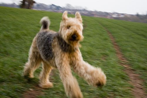 A dog image from https://images.dog.ceo/breeds/airedale/n02096051_1277.jpg