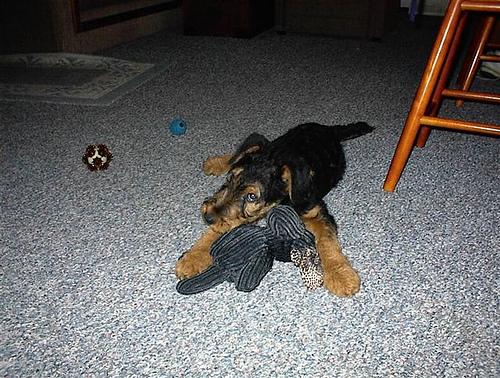 A dog image from https://images.dog.ceo/breeds/airedale/n02096051_129.jpg