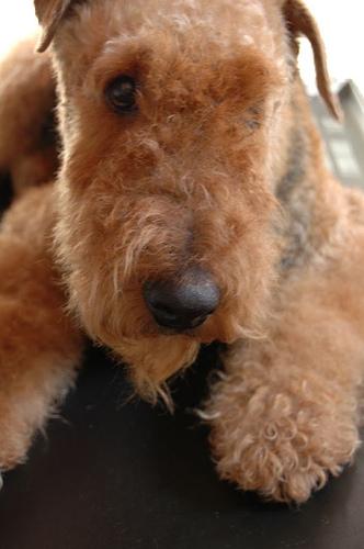 A dog image from https://images.dog.ceo/breeds/airedale/n02096051_1558.jpg