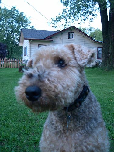 A dog image from https://images.dog.ceo/breeds/airedale/n02096051_161.jpg