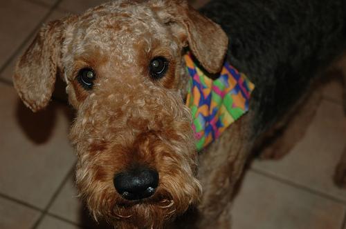 A dog image from https://images.dog.ceo/breeds/airedale/n02096051_1625.jpg