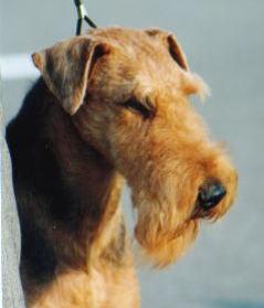 A dog image from https://images.dog.ceo/breeds/airedale/n02096051_1740.jpg