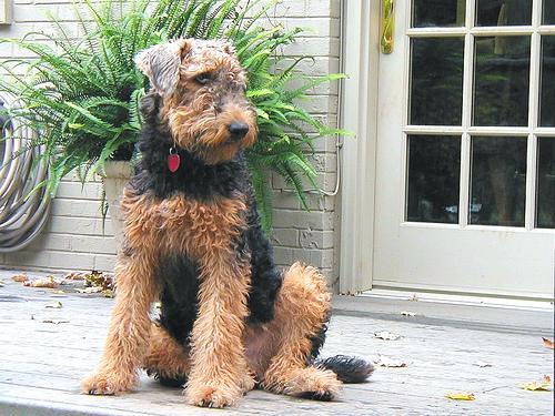 A dog image from https://images.dog.ceo/breeds/airedale/n02096051_2204.jpg