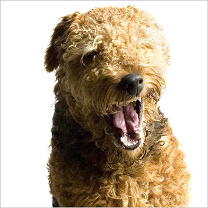 A dog image from https://images.dog.ceo/breeds/airedale/n02096051_2333.jpg