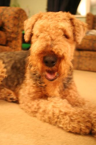 A dog image from https://images.dog.ceo/breeds/airedale/n02096051_249.jpg