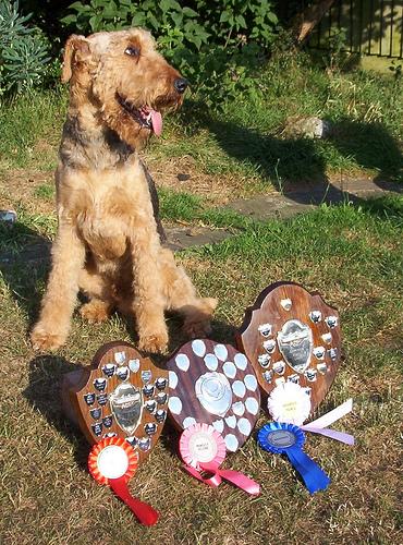 A dog image from https://images.dog.ceo/breeds/airedale/n02096051_2946.jpg