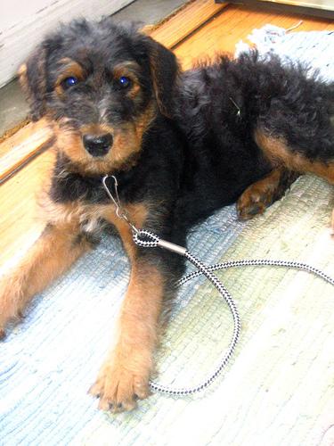 A dog image from https://images.dog.ceo/breeds/airedale/n02096051_3472.jpg