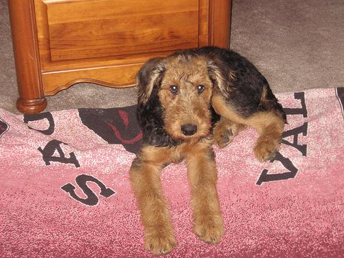 A dog image from https://images.dog.ceo/breeds/airedale/n02096051_3665.jpg