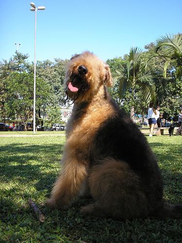 A dog image from https://images.dog.ceo/breeds/airedale/n02096051_3700.jpg