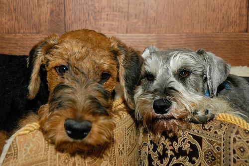 A dog image from https://images.dog.ceo/breeds/airedale/n02096051_3796.jpg