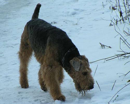 A dog image from https://images.dog.ceo/breeds/airedale/n02096051_3955.jpg