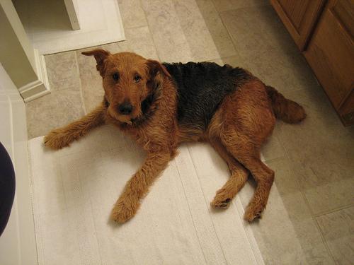 A dog image from https://images.dog.ceo/breeds/airedale/n02096051_4196.jpg