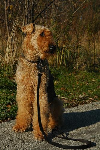 A dog image from https://images.dog.ceo/breeds/airedale/n02096051_4322.jpg