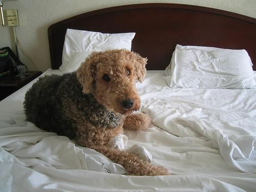 A dog image from https://images.dog.ceo/breeds/airedale/n02096051_4516.jpg