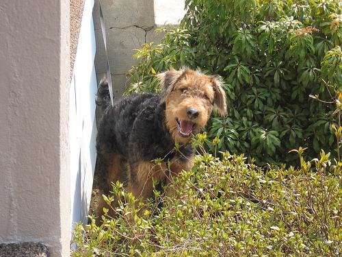 A dog image from https://images.dog.ceo/breeds/airedale/n02096051_4660.jpg