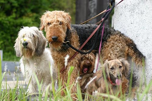 A dog image from https://images.dog.ceo/breeds/airedale/n02096051_4676.jpg