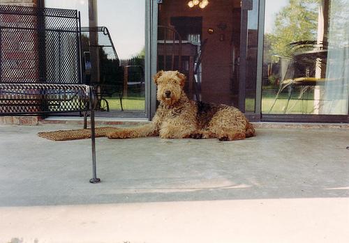 A dog image from https://images.dog.ceo/breeds/airedale/n02096051_5212.jpg