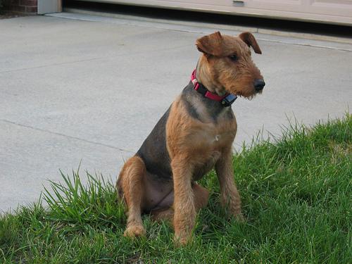 A dog image from https://images.dog.ceo/breeds/airedale/n02096051_5241.jpg