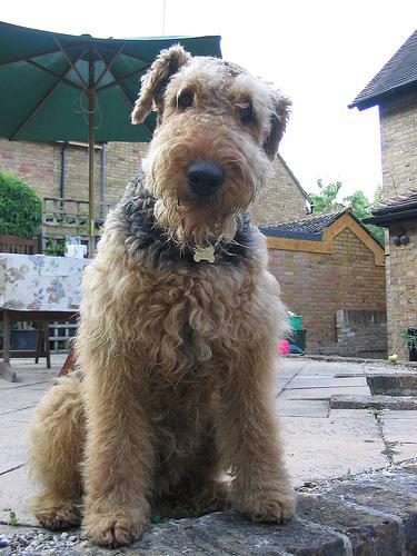 A dog image from https://images.dog.ceo/breeds/airedale/n02096051_5267.jpg