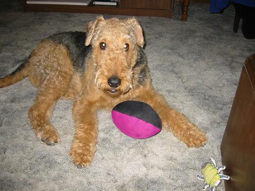 A dog image from https://images.dog.ceo/breeds/airedale/n02096051_5285.jpg