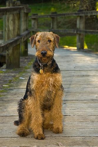 A dog image from https://images.dog.ceo/breeds/airedale/n02096051_5356.jpg