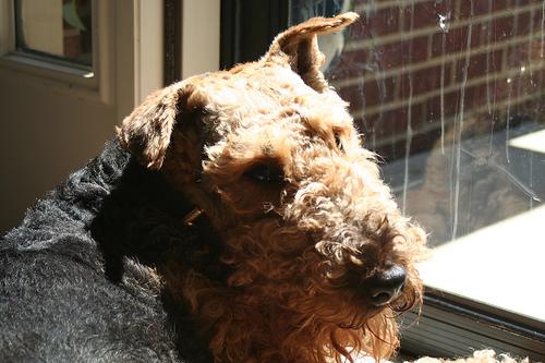 A dog image from https://images.dog.ceo/breeds/airedale/n02096051_5776.jpg